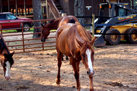 0103 horse farm and Rodeo 200806